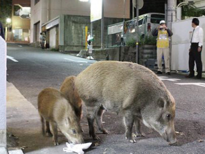 東灘区の阪急岡本駅付近でイノシシが女性の尻にかみつく 神戸の住宅地で４件目だそうです 神戸ジャーナル