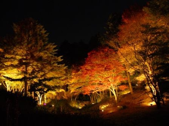 六甲高山植物園 で少し早めの紅葉ライトアップが楽しめる 夜の紅葉散策 10 17 11 23 夜間限定のアートも 神戸ジャーナル