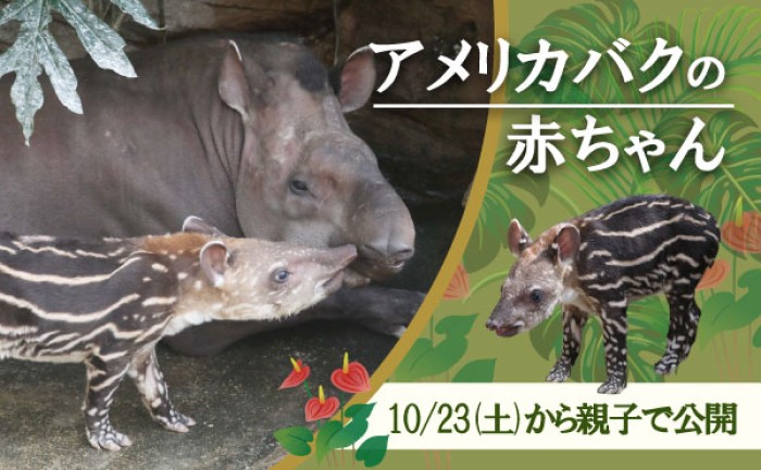 神戸どうぶつ王国で 9月に生まれた アメリカバク の赤ちゃんが親子で公開されてる 縦じま模様 は今だけ 神戸ジャーナル