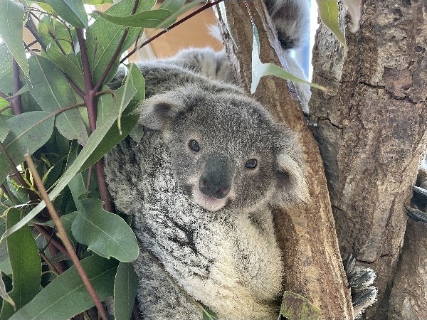 王子動物園が昨年5月に誕生した コアラ の赤ちゃんの名前を募集してる 女の子と判明 3月15日まで 神戸ジャーナル