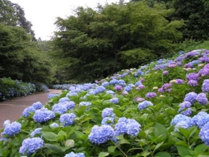 森林植物園 布引ハーブ園など 有料公園 や 屋外の運動施設 の営業が再開されるそう 神戸ジャーナル