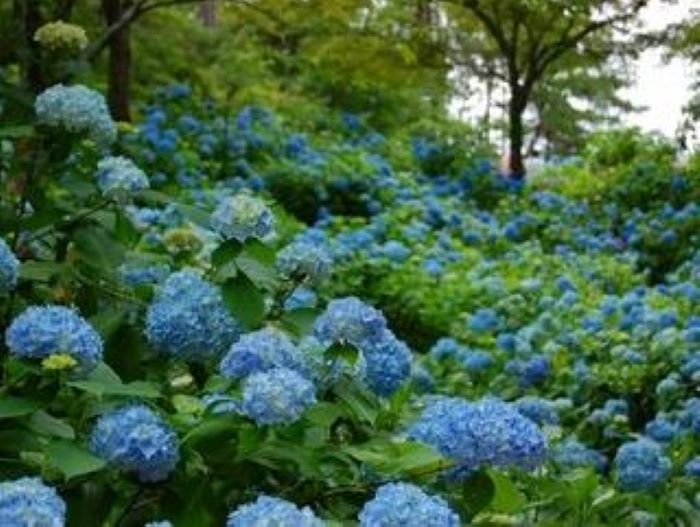 森林植物園で 森の中のあじさい散策 約350種類の開花を楽しめる 7 19まで 神戸ジャーナル