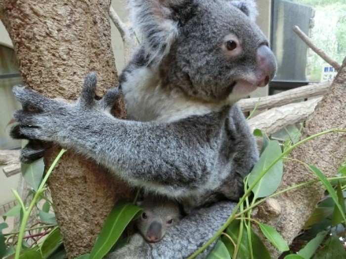 王子動物園でコアラの赤ちゃん誕生 コアラのマーチ みたいな おんぶ姿 もそのうち見れる 神戸ジャーナル