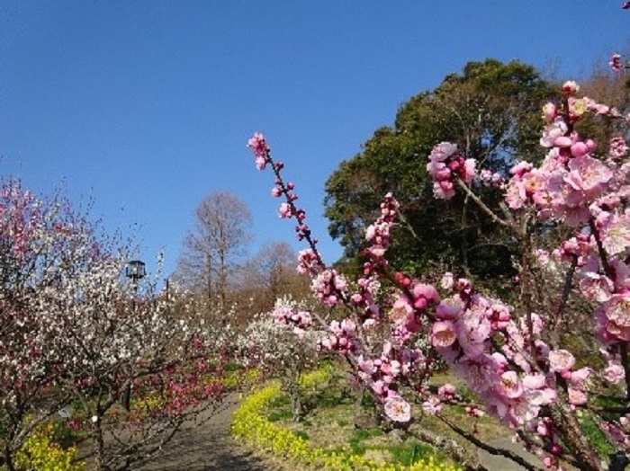 須磨離宮公園で 梅見会 があるみたい 2 5 3 6 早咲きから遅咲きまで約160品種を鑑賞 茶会なども 神戸ジャーナル