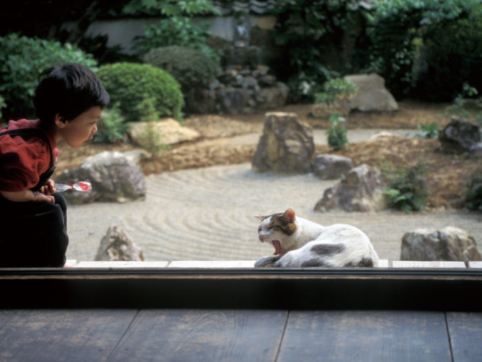 猫好きさん集まれ 神戸で猫たちと触れ合える 保護猫カフェ 5選 神戸ジャーナル