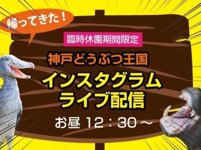 休園中の 神戸どうぶつ王国 がインスタグラムでライブ配信を開始 おうちで動物園気分を楽しむ 神戸ジャーナル