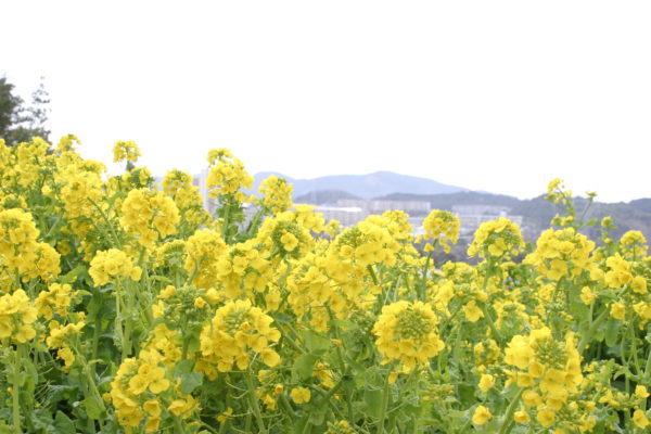 ５万本の 菜の花 のパノラマ 菜の花まつり 3 17 神戸総合運動公園 神戸ジャーナル