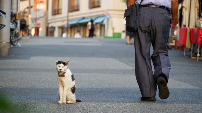 猫好きさん集まれ 神戸で猫たちと触れ合える 保護猫カフェ 5選 神戸ジャーナル