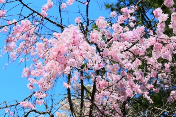 神戸市と神戸市から近い花見スポットをまとめてみました 18年 神戸ジャーナル