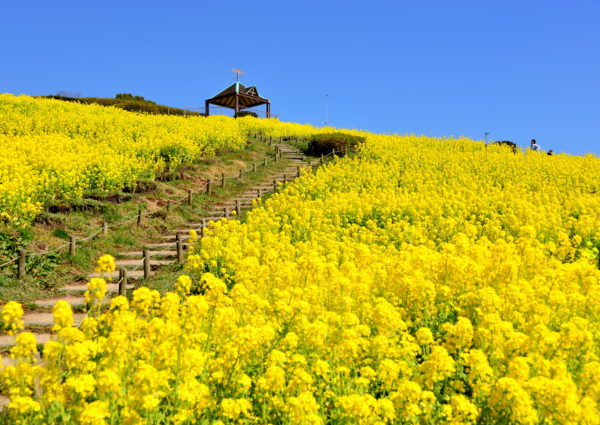 ５万本の 菜の花を撮ろう スマホ写真教室 3 9 神戸総合運動公園 フォトジェニックな黄色いじゅうたん 神戸ジャーナル