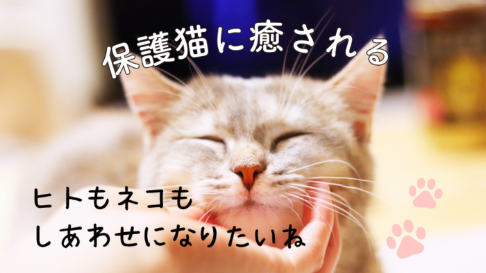 猫好きさん集まれ 神戸で猫たちと触れ合える 保護猫カフェ 5選 神戸ジャーナル