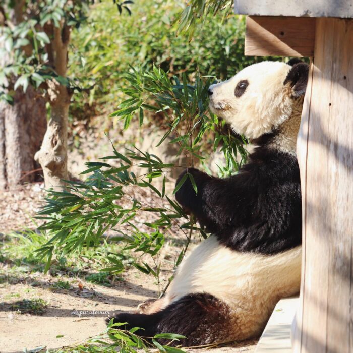 神戸市立王子動物園