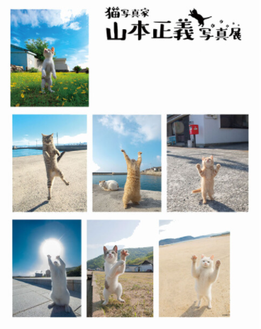 イオンモール神戸北で 二本足で立つ姿がかわいい 立ち猫 の写真展が開催されるみたい 8 24 8 30 写真家に撮り方も教えてもらえる 神戸ジャーナル