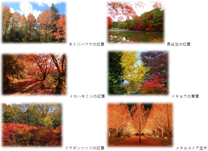 森林植物園で ガイド付きで紅葉を楽しむ 森林もみじ散策 10 23 11 30 ライトアップ期間は開園時間の延長も 神戸ジャーナル