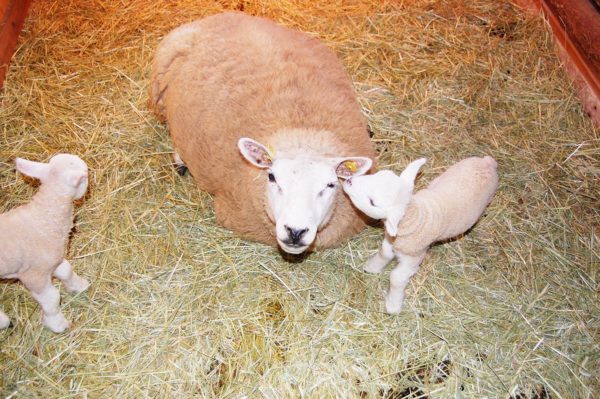六甲山牧場では羊のベビーラッシュ 赤ちゃん羊お披露目開始 3 10 この時期にしか見られないピョンピョン跳ね回る赤ちゃん羊 神戸ジャーナル