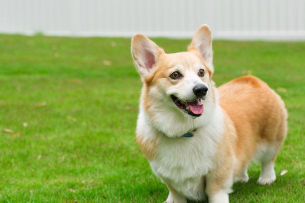 愛犬 パートナーのための複合施設 Wakuwakuドッグランド神戸六甲 がオープン ドッグラン トリミング しつけ教室 ペットセレモニーができる 神戸ジャーナル
