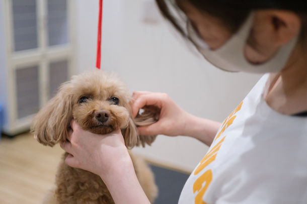 愛犬 パートナーのための複合施設 Wakuwakuドッグランド神戸六甲 がオープン ドッグラン トリミング しつけ教室 ペットセレモニーができる 神戸ジャーナル