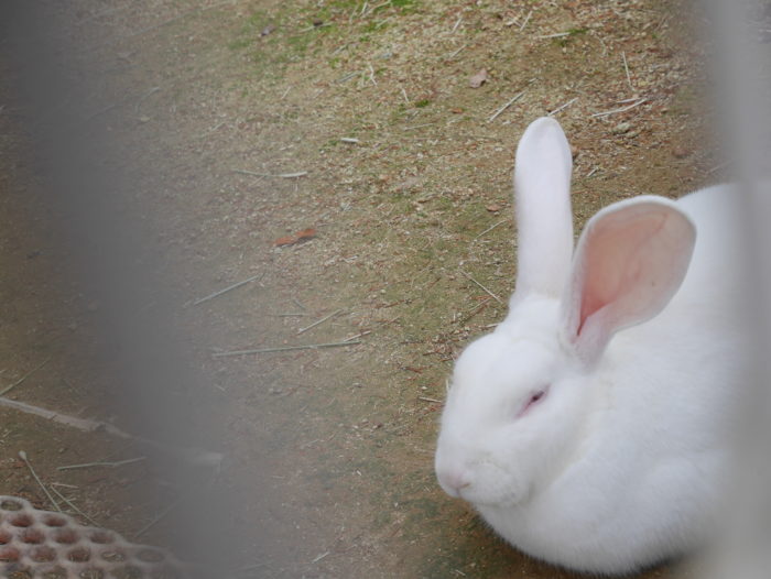 動物と自然に触れあう ワンコインで満喫できる 六甲山牧場 に行ってきた ページ 2 3 神戸ジャーナル