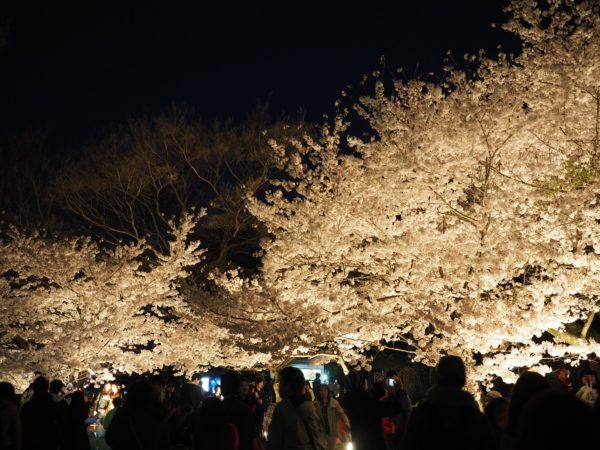 須磨浦公園で開催されている関西最大級のエンタメ夜桜 敦盛桜 あつもりざくら に行ってきた ライトアップ演出が色々あって遊べるナイトスポットに ページ 2 2 神戸ジャーナル 須磨浦公園で開催されている関西最大級のエンタメ夜桜 敦盛桜 あつもりざくら に行ってきた ライトアップ演出が色々あって遊べるナイトスポットに ページ 2 2 神戸ジャーナル