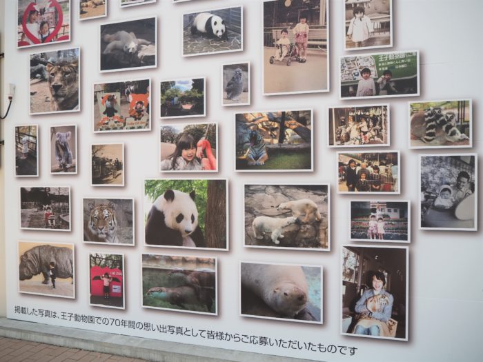 神戸市役所横の壁が「王子動物園」の人気アニマルの写真でいっぱいに