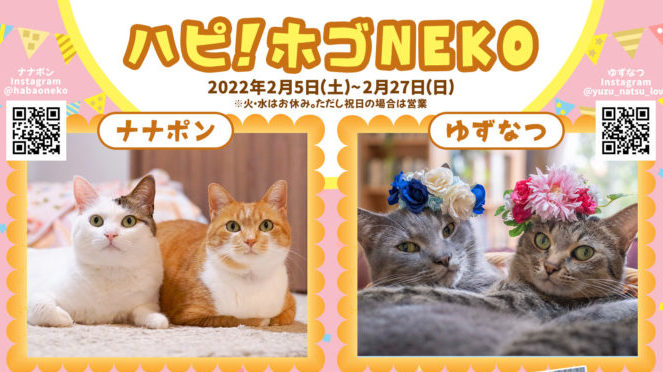 王子公園近くの猫カフェで 保護猫に注目した写真展 ハピ ホゴneko 2月27日 日 まで 売上の一部は保護猫活動へ 神戸ジャーナル
