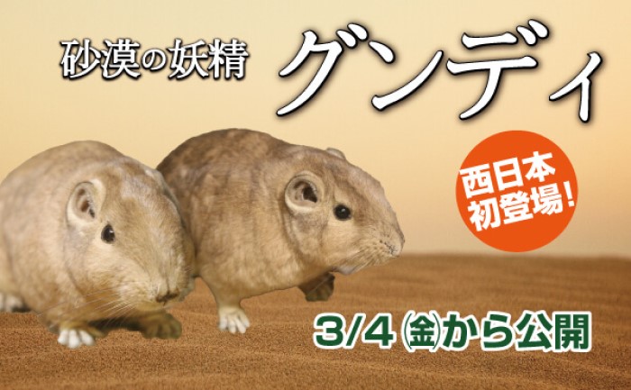 神戸どうぶつ王国」で3月4日から、砂漠の妖精『グンディ』が西日本で