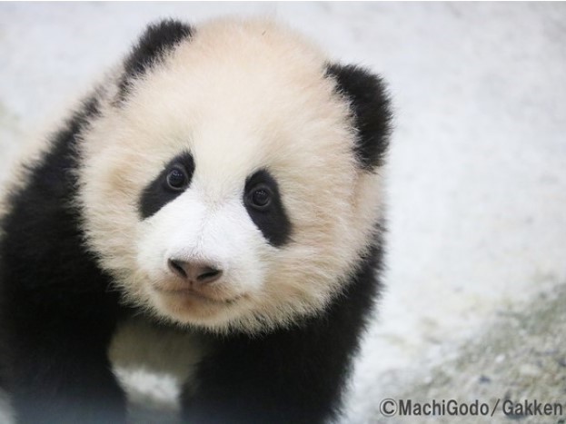 王子動物園のタンタンも登場する 1冊すべてパンダに注目した パンダ図鑑 が発売されるみたい 7 26 神戸ジャーナル