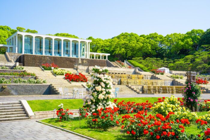 須磨離宮公園、春の『バラ』が見頃を迎えてる | 神戸ジャーナル