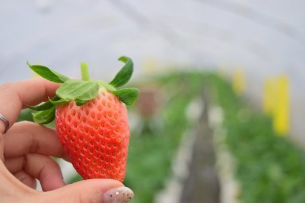 隠れた特産品 いちご を味わう いちごフェス 3 23 4 23 道の駅 神戸フルーツ フラワーパーク 大沢 Farm Circus 神戸ジャーナル