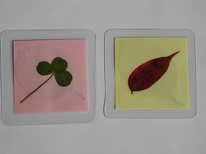 野草で栞づくりと植物標本