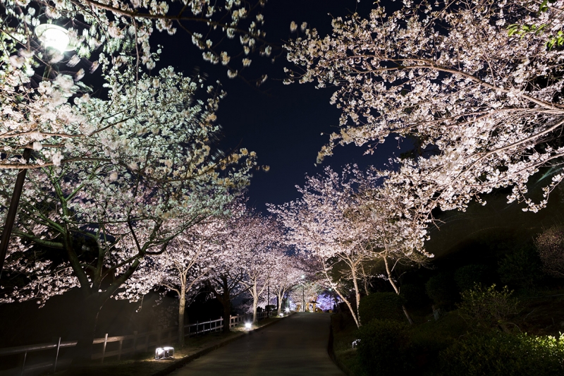 須磨区の須磨浦公園で桜を楽しむ 敦盛桜17 4 4 13 夜桜ライトアップはオススメ 神戸ジャーナル