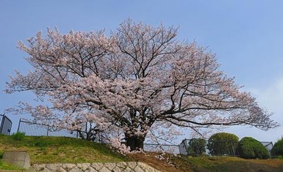 奥平野舞桜