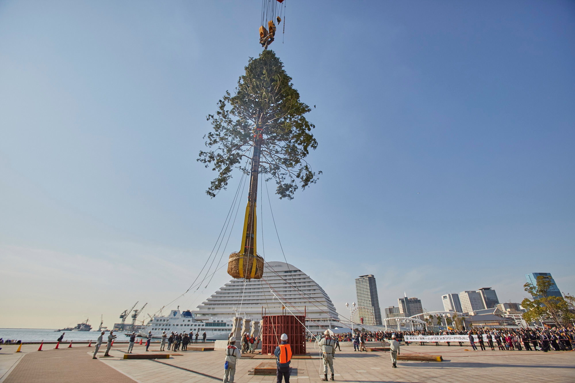 世紀の樹木輸送 遂にクライマックス めざせ 世界一のクリスマスツリーproject 輝け いのちの樹 植樹式 12 2の点灯式には槇原敬之さんのライブも決定 神戸ジャーナル
