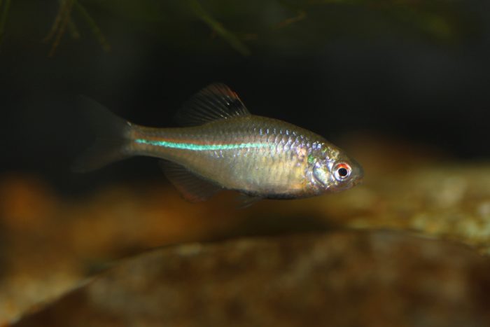 スマスイで 企画展 タナゴ展 が開催されるみたい オスは華やかな 婚姻色 に変わる淡水魚 神戸ジャーナル