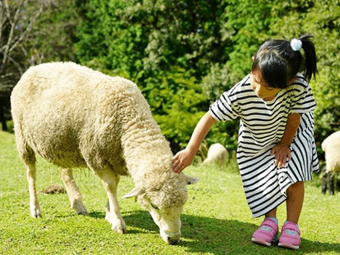 六甲山牧場で 動物とのふれあい や クリームソーダー作り などの体験ができる 六甲さんさんまつり が開催されるみたい 7 22 8 17 神戸ジャーナル