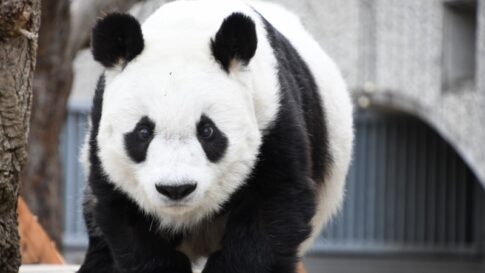 王子動物園 パンダ タンタン