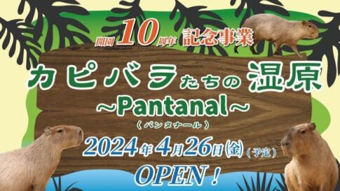 神戸どうぶつ王国 カピバラ