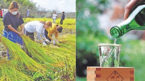 兵庫県 山田錦 協議会 日本農業遺産