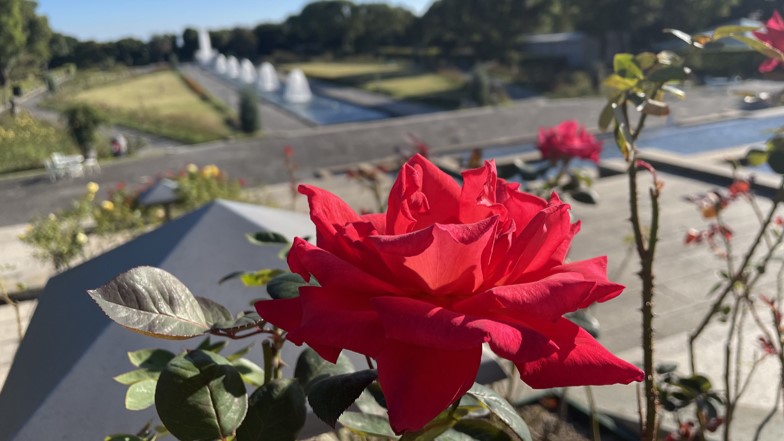 須磨離宮公園 バラ 鑑賞会