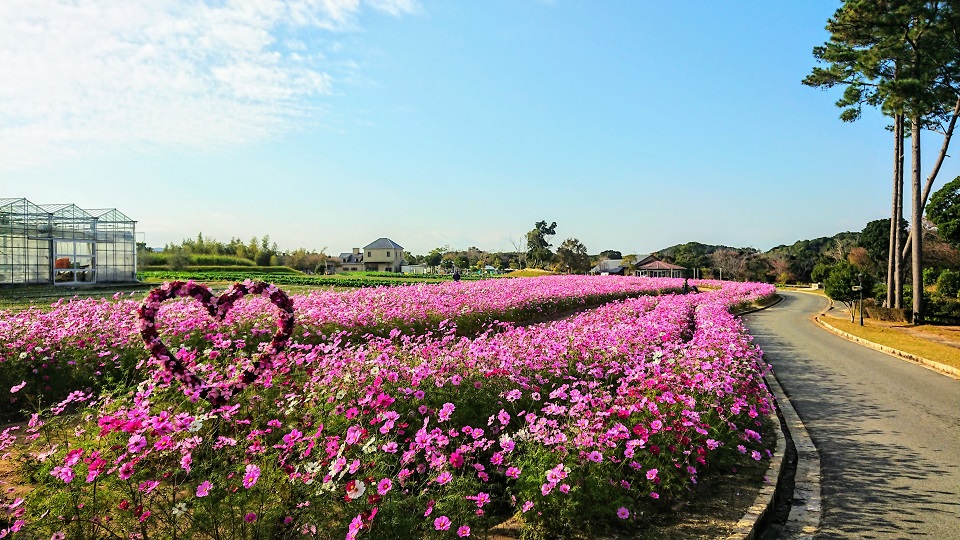 淡路花祭2024秋　コスモス　バラ　花