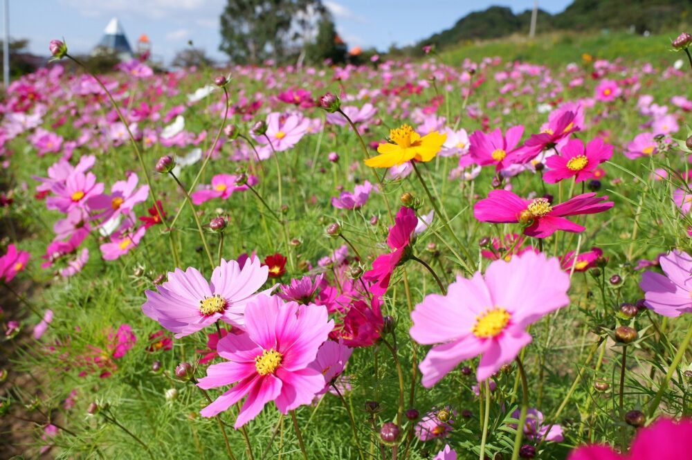 淡路花祭2024秋　コスモス　バラ　花