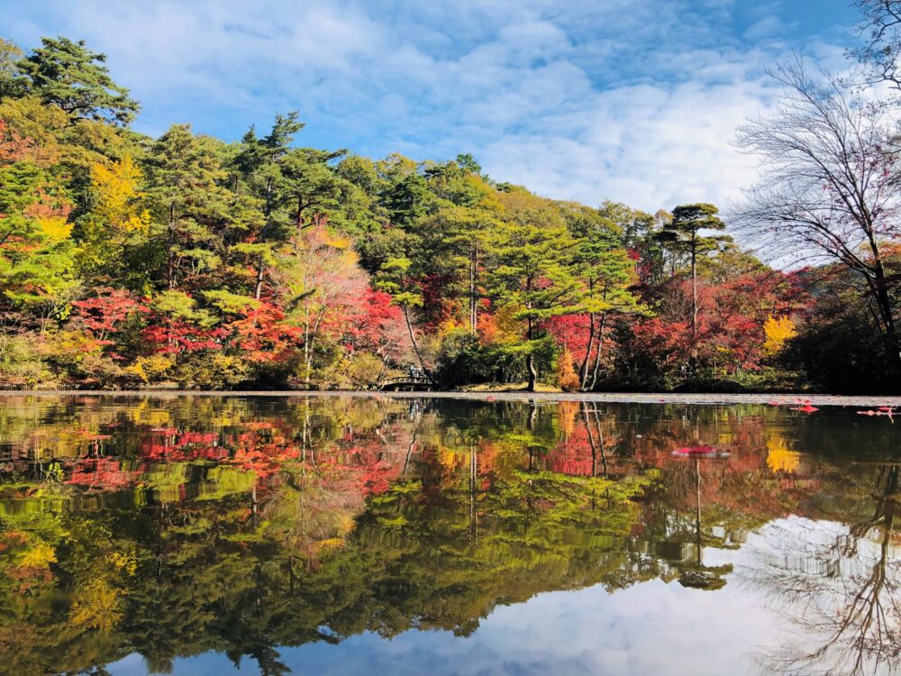 森林植物園 紅葉 ライトアップ