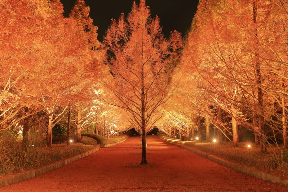 森林植物園 紅葉 ライトアップ