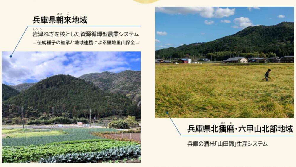 日本農業遺産 2024年度 令和6年度 山田錦 酒米 岩津ねぎ 朝来 六甲山 北播磨