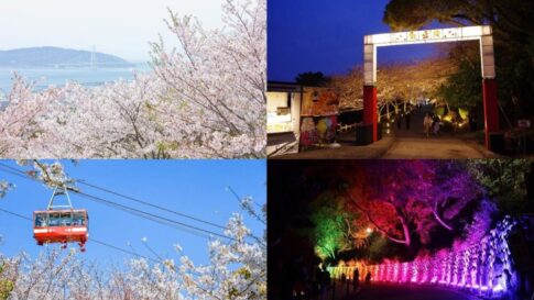 山陽 須磨浦公園 須磨浦山上遊園 桜 花見 敦盛桜 キッチンカー 屋台 スイーツ