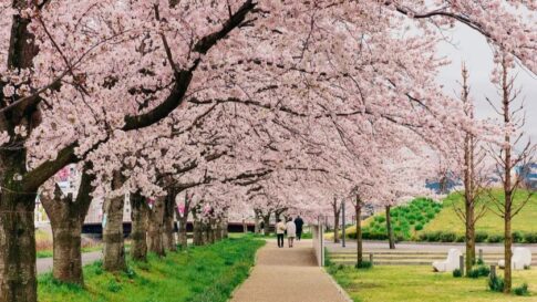 さんだ桜まつり 武庫川 桜 桜並木 バブルショー シャボン玉おじさん 三田市 郷の音ホール