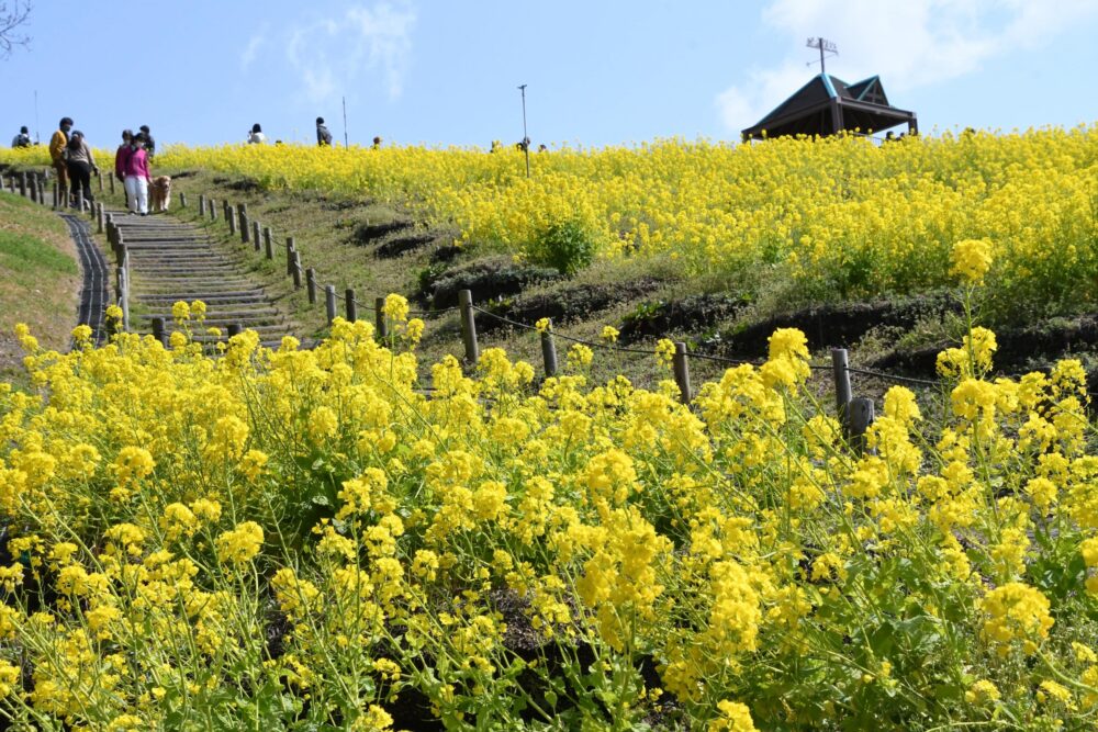 神戸総合運動公園 総合運動公園 菜の花 菜の花まつり マルシェ