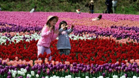 豊岡市 兵庫県 但馬 但東町 たんとうチューリップまつり チューリップ狩り イベント