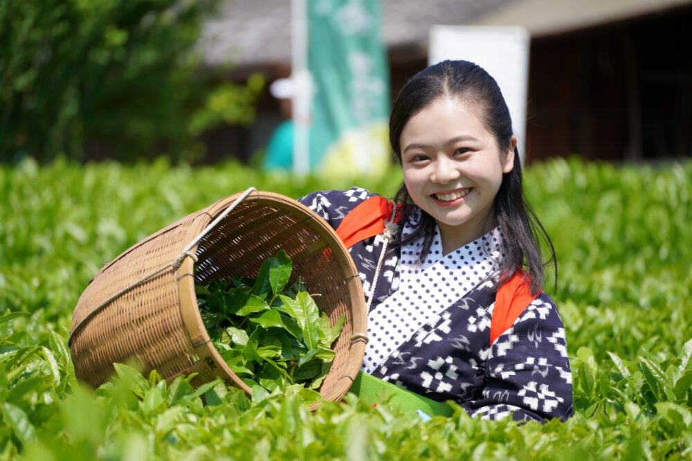丹波篠山 丹波茶 新茶 お茶 大国寺と丹波茶まつり 茶摘み 手揉み 体験 兵庫