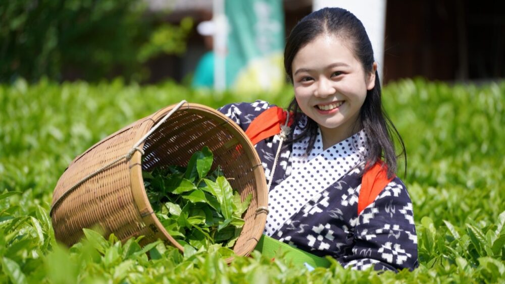丹波篠山 丹波茶 新茶 お茶 大国寺と丹波茶まつり 茶摘み 手揉み 体験 兵庫